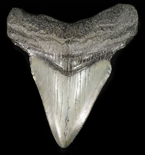 Bargain, Juvenile Megalodon Tooth #48206